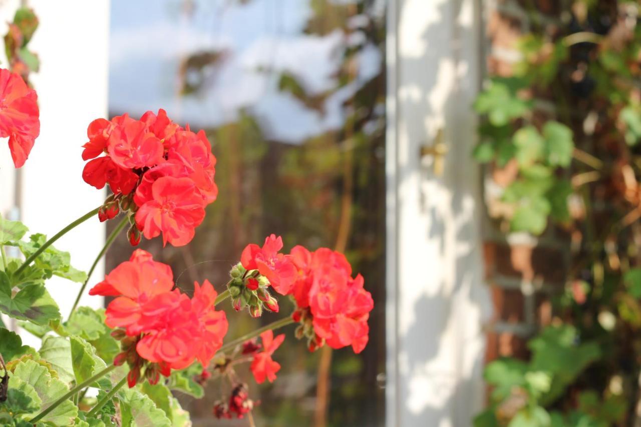 B&B 'T Zwaluwnest Heuvelland Dış mekan fotoğraf